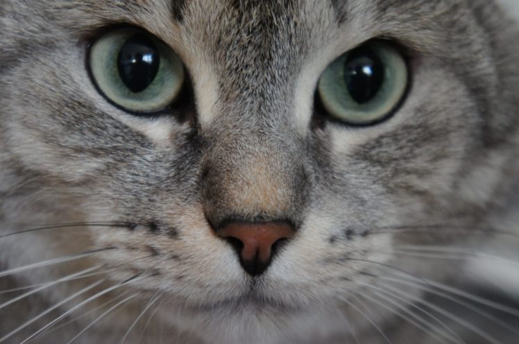 cat, Eyes HD Wallpaper Desktop Background