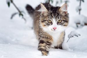 cat, Cats, Feline, Winter, Snow