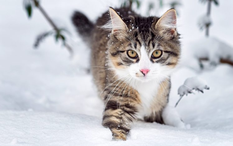 cat, Cats, Feline, Winter, Snow HD Wallpaper Desktop Background