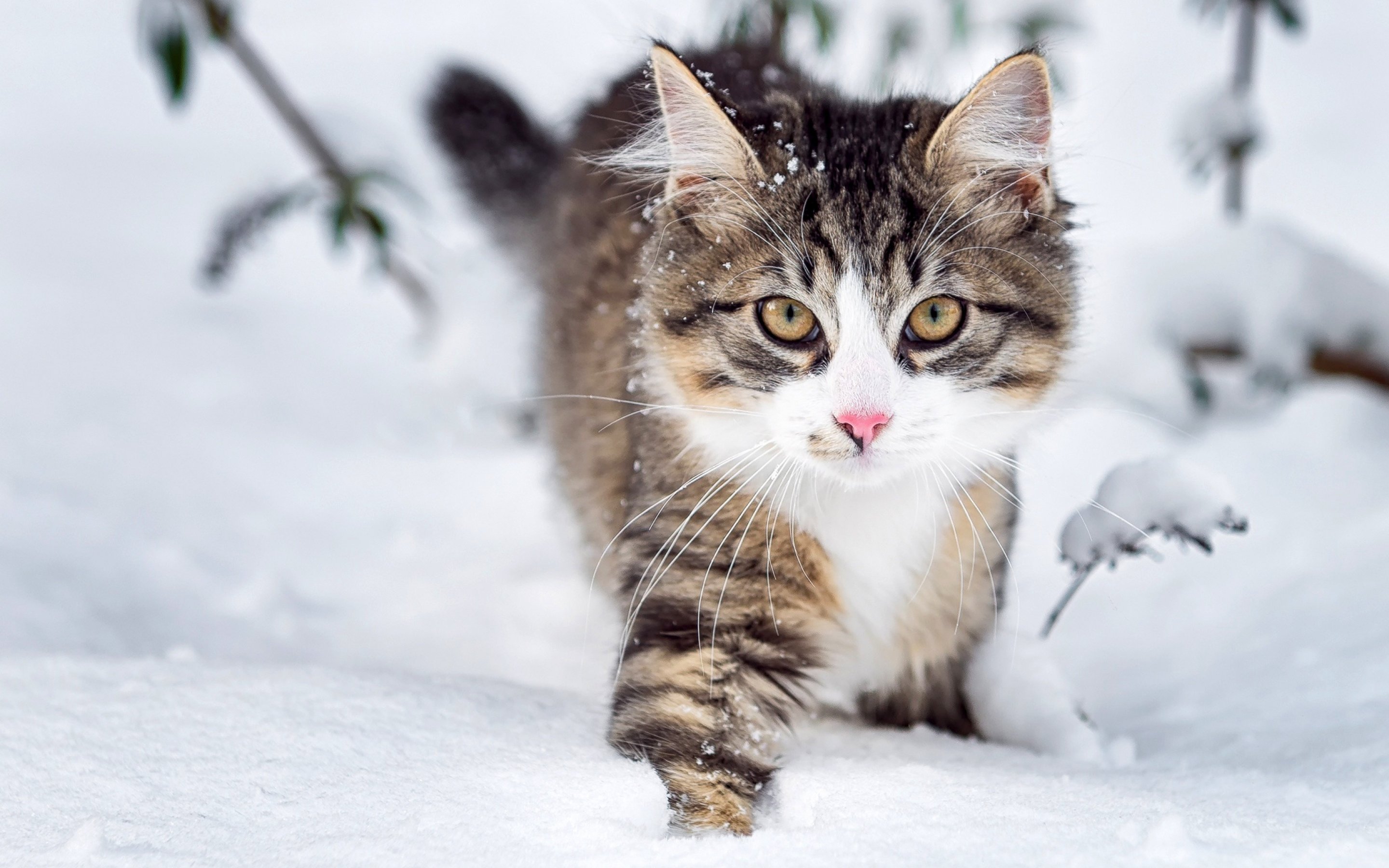 cat, Cats, Feline, Winter, Snow Wallpaper