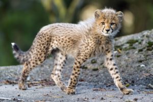 cheetah, Wild, Cat, Carnivore, Cub, Kitten, Baby