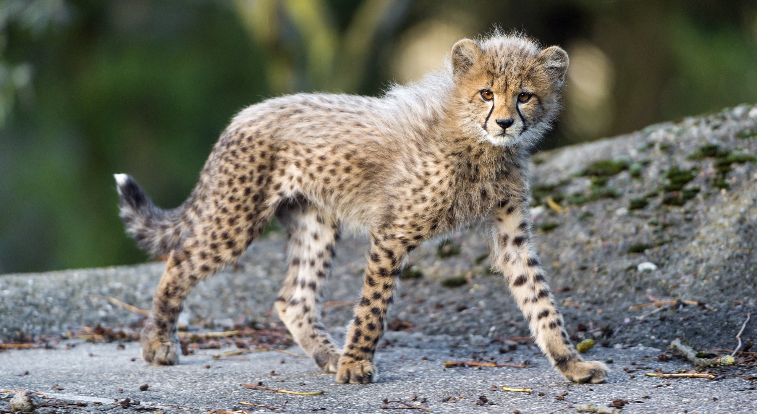 cheetah, Wild, Cat, Carnivore, Cub, Kitten, Baby Wallpaper