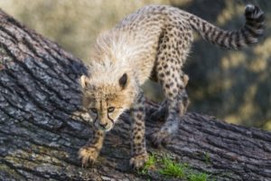 cheetah, Wild, Cat, Carnivore, Cub, Kitten, Baby
