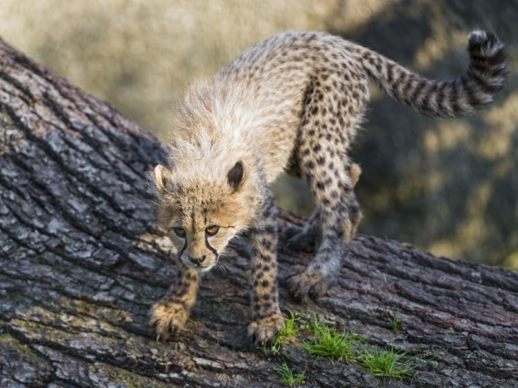 cheetah, Wild, Cat, Carnivore, Cub, Kitten, Baby HD Wallpaper Desktop Background