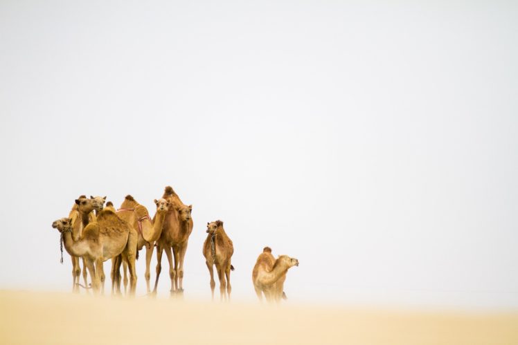 desert, Sand, Camel HD Wallpaper Desktop Background