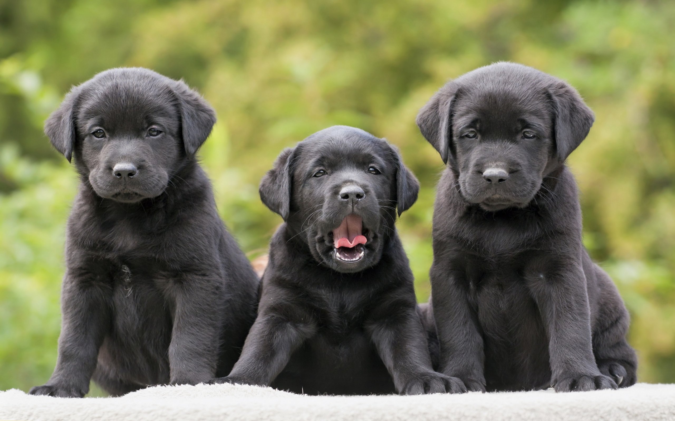 dog, Dogs, Puppy, Baby, Puppies Wallpaper