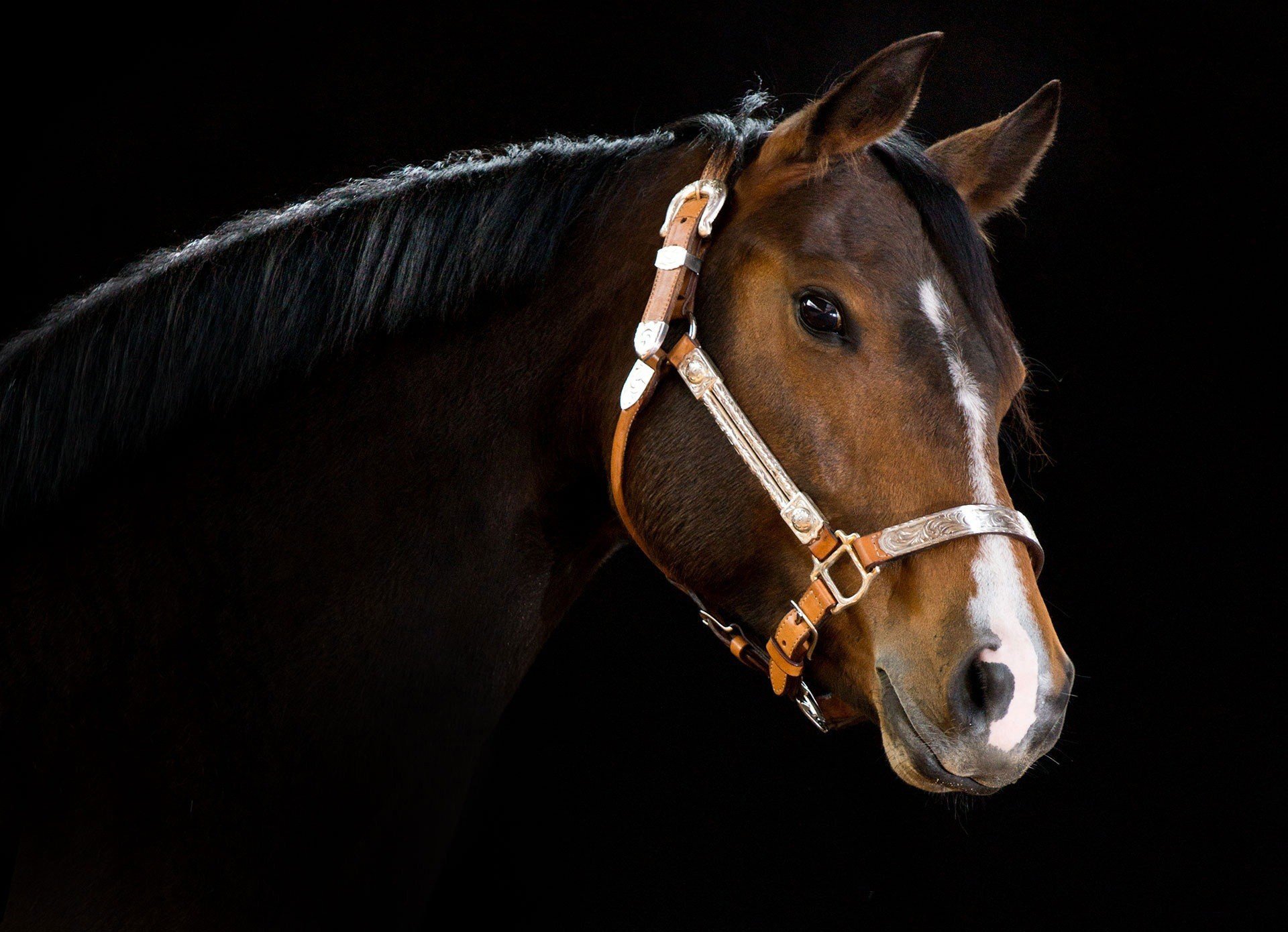 head, Horse Wallpaper