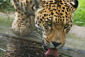 jaguar, Wild, Cat, Carnivore, Muzzle