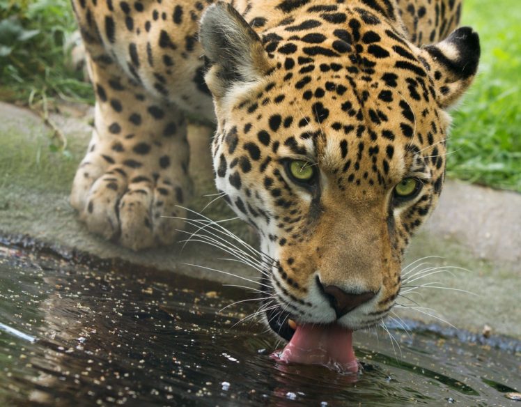 jaguar, Wild, Cat, Carnivore, Muzzle HD Wallpaper Desktop Background