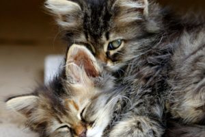 kitten, Cat, Animals, Hug, Sleep, Cute, Eyes, Baby