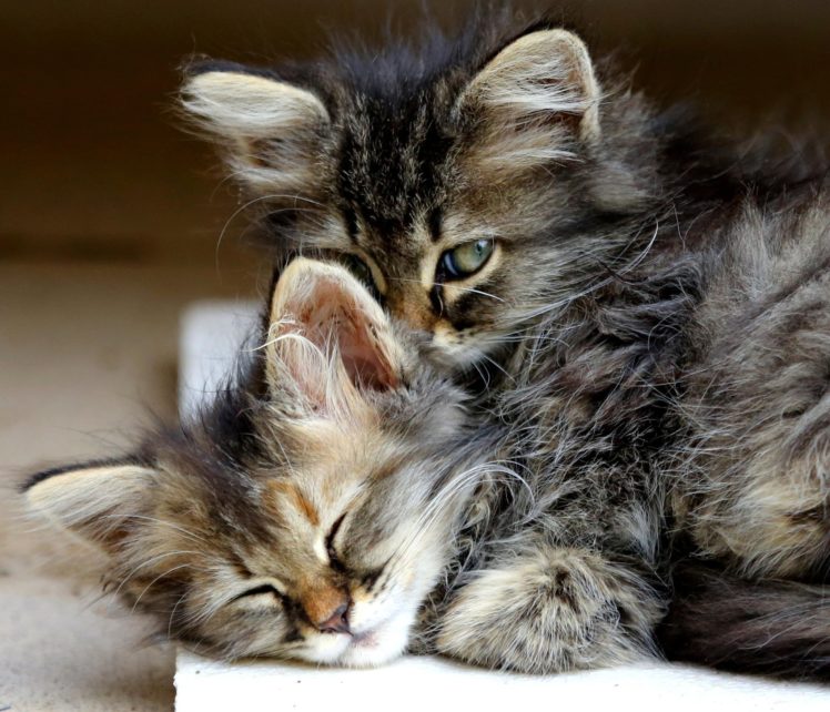 kitten, Cat, Animals, Hug, Sleep, Cute, Eyes, Baby HD Wallpaper Desktop Background