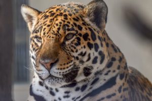 jaguar, Wild, Cat, Carnivore