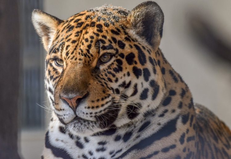 jaguar, Wild, Cat, Carnivore HD Wallpaper Desktop Background