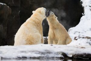 polar, Bear, Hy