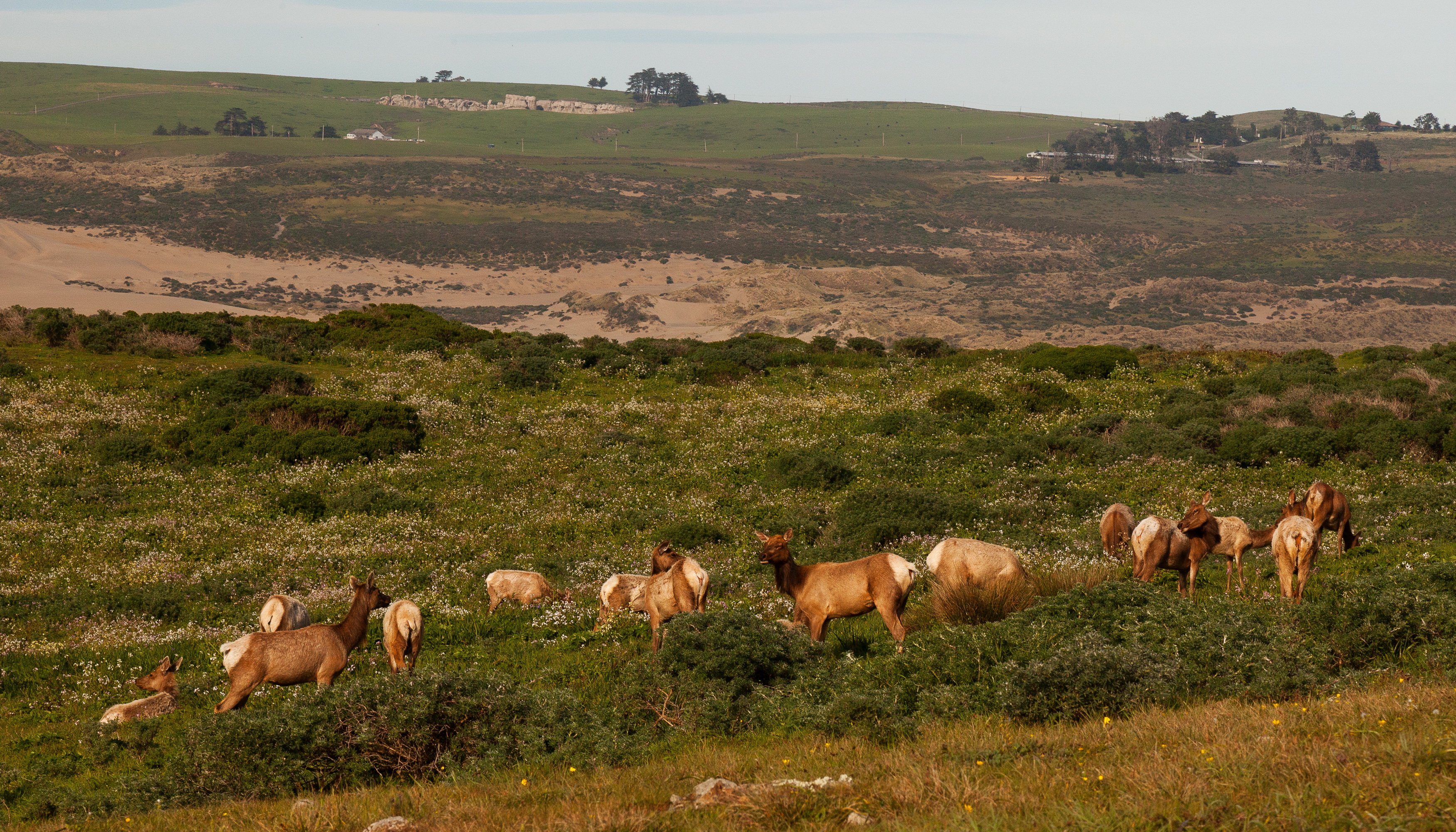 scenery, Usa, Grasslands, Deer, California, Nature, Animals Wallpaper