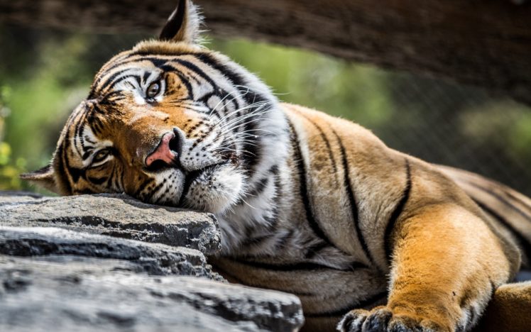 tiger, Tiger, Predator, Carnivore, Cat HD Wallpaper Desktop Background
