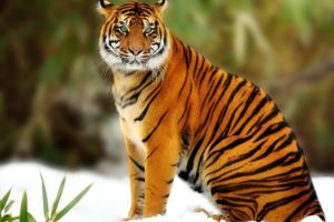tiger, Cat, Eyes, Nose, Mustache, Stripes, Animal, Predator
