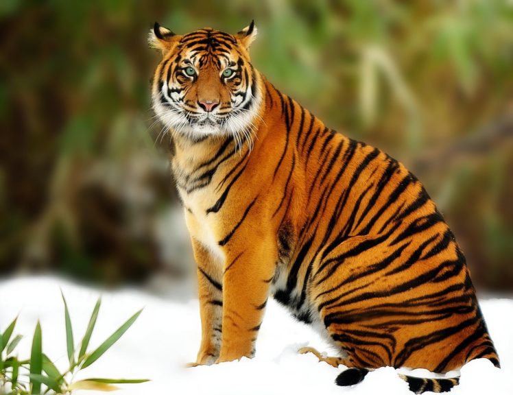 tiger, Cat, Eyes, Nose, Mustache, Stripes, Animal, Predator HD Wallpaper Desktop Background