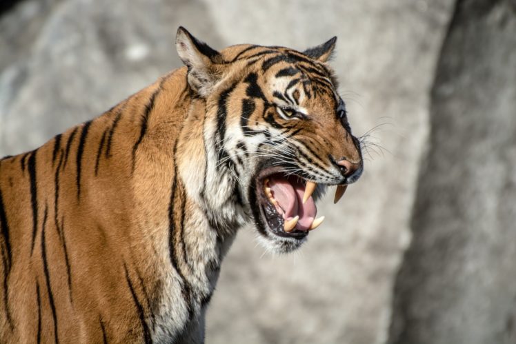 tiger, Wild, Cat, Carnivore, Muzzle, Teeth HD Wallpaper Desktop Background
