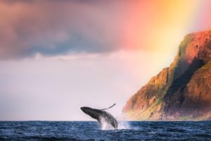 whale, Animal, Ocean, Sea, Water, Beach, Mountains, Nature, Landscape