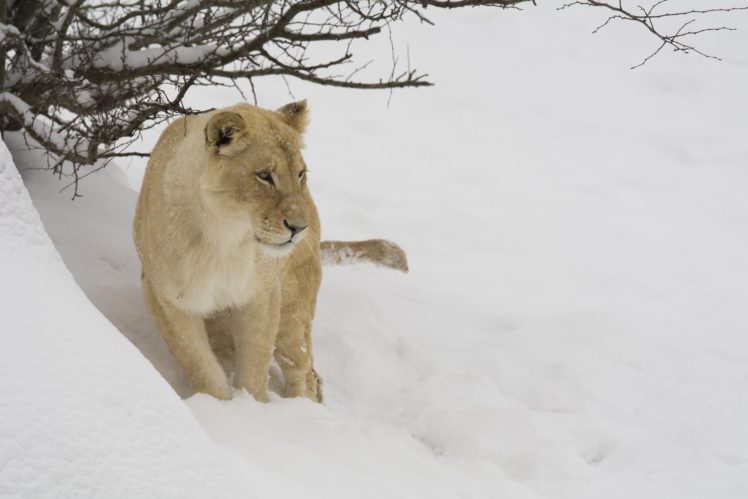 white, Lion, Lioness, Wild, Cat, Carnivore, Muzzle, Winter, Sno HD Wallpaper Desktop Background
