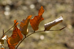 dry, Leaves