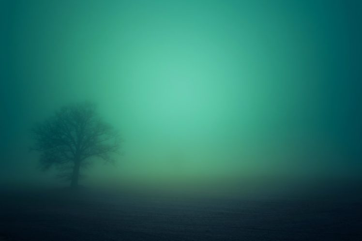 landscapes, Nature, Earth, Trees, Fog, Morning HD Wallpaper Desktop Background