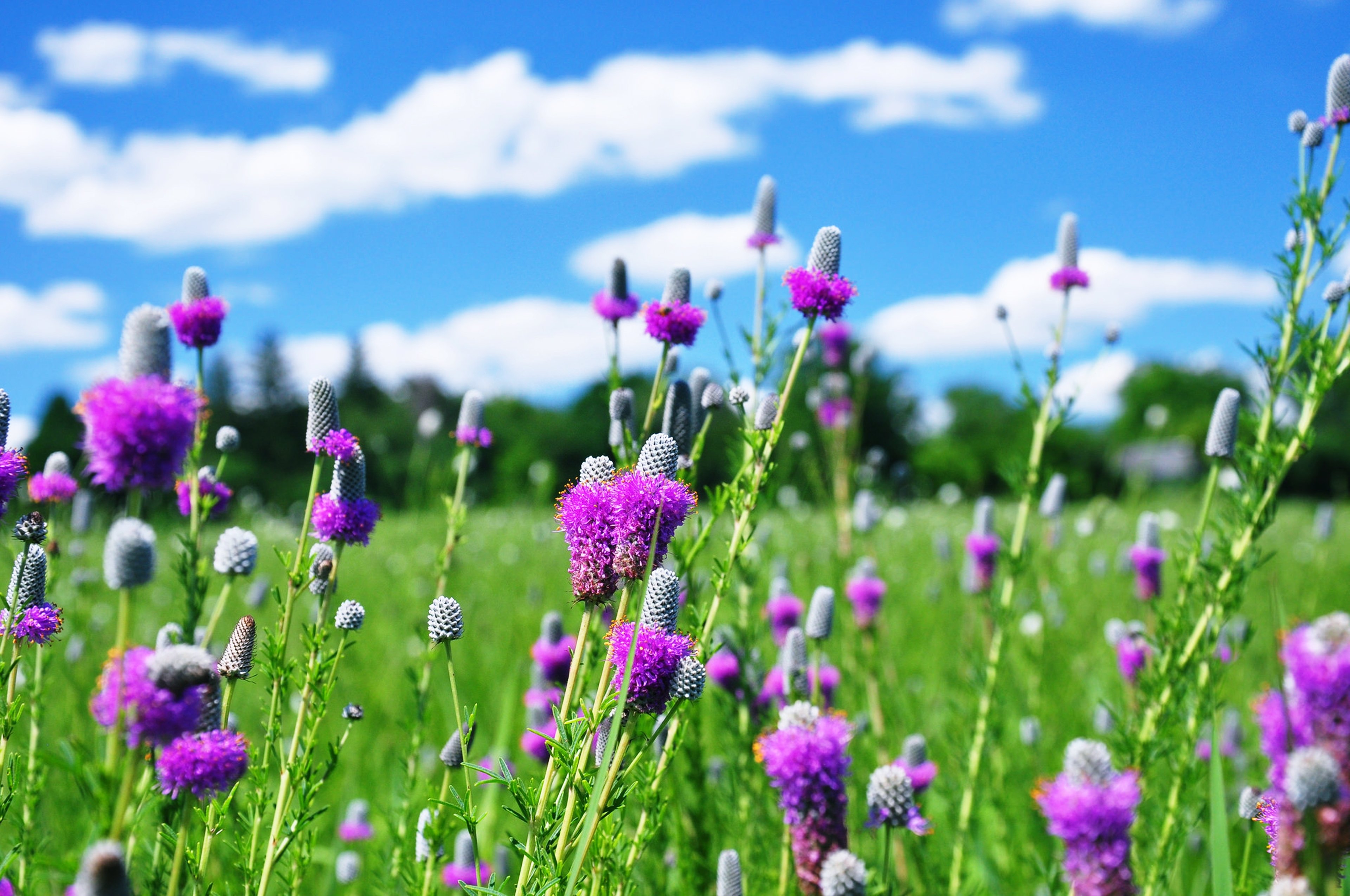 fields, Flowers, Plants, Landscapes, Nature, Earth, Life, Countryside, Sky, Clouds, Green, Blue, Spring, Joy, Fun Wallpaper