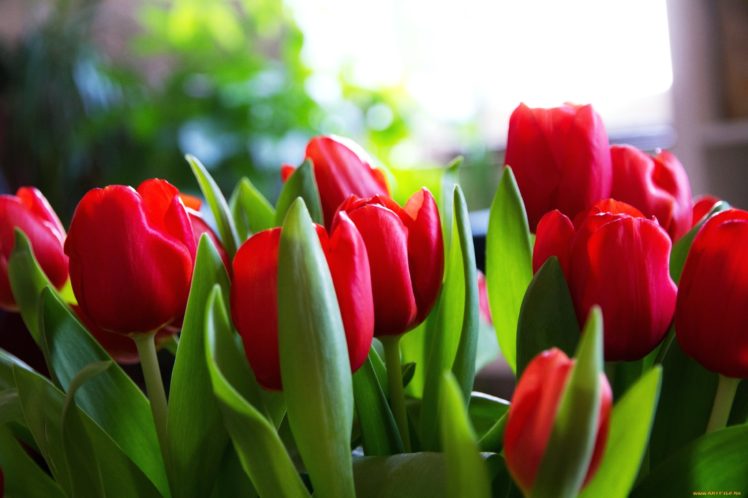 flowers, Roses, Gardens, Plants, Nature, Spring, Earth, Red HD Wallpaper Desktop Background