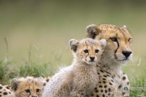 animals, Cheetahs, Savage