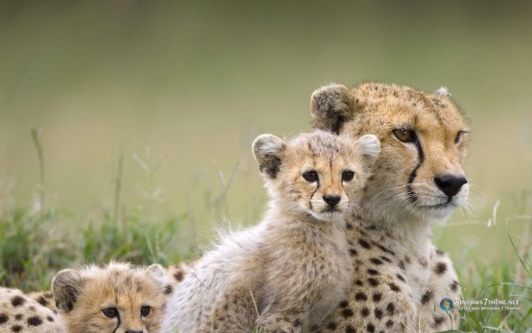 animals, Cheetahs, Savage HD Wallpaper Desktop Background