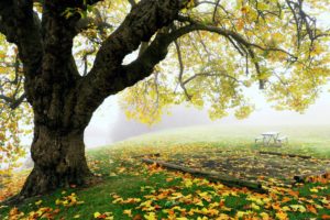 autumn, Leaves, Trees, Grass, Park, Gardens, Fog, Nature, Landscapes, Earth, Hills