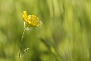 yellow, Flower