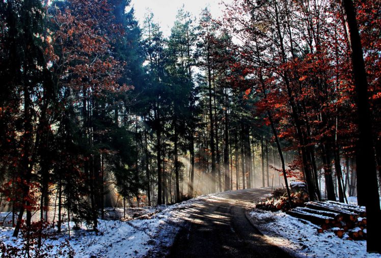 landscape, Nature, Tree, Forest, Woods, Winter HD Wallpaper Desktop Background