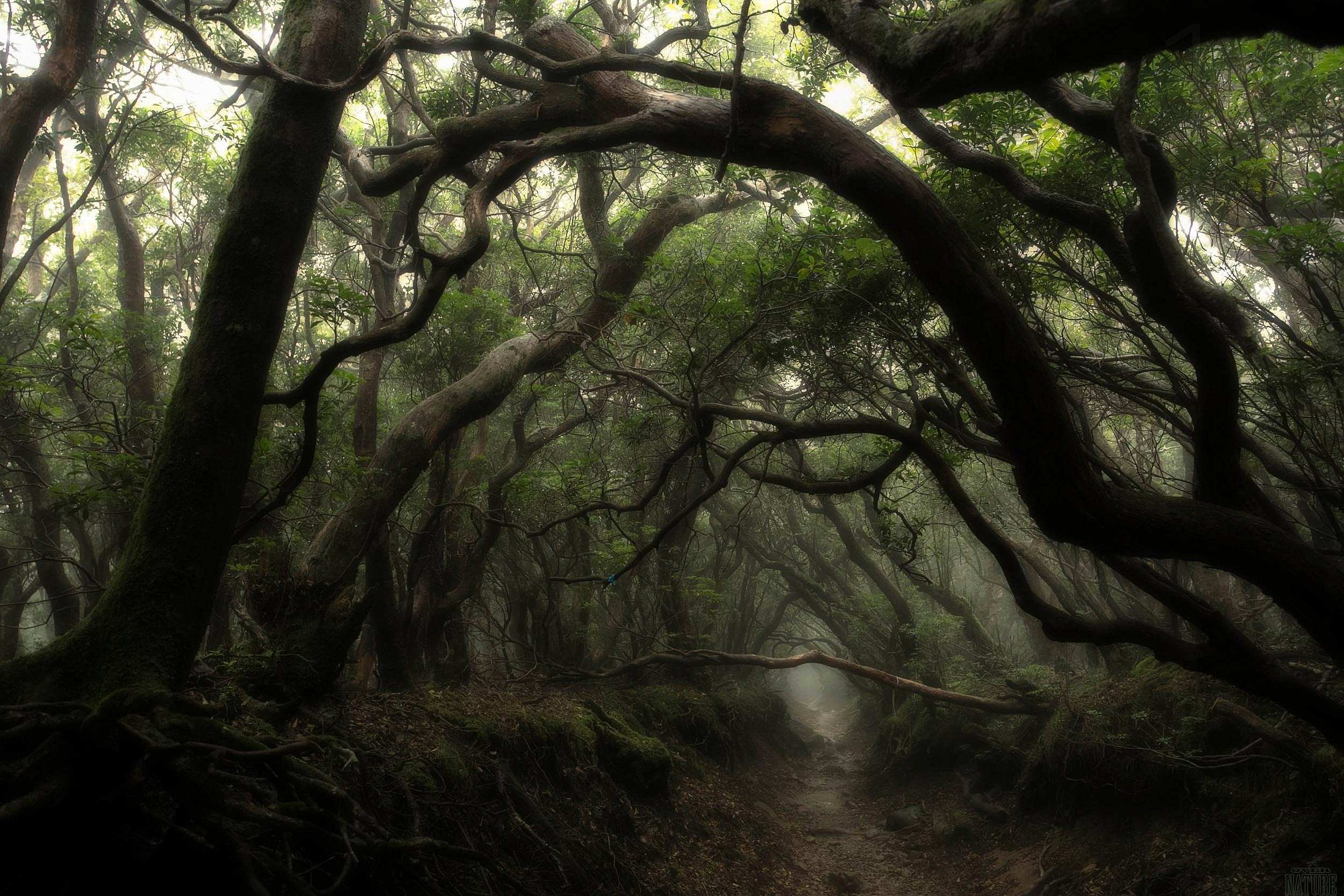 landscape, Nature, Tree, Forest, Woods, Moss, Jungle Wallpaper