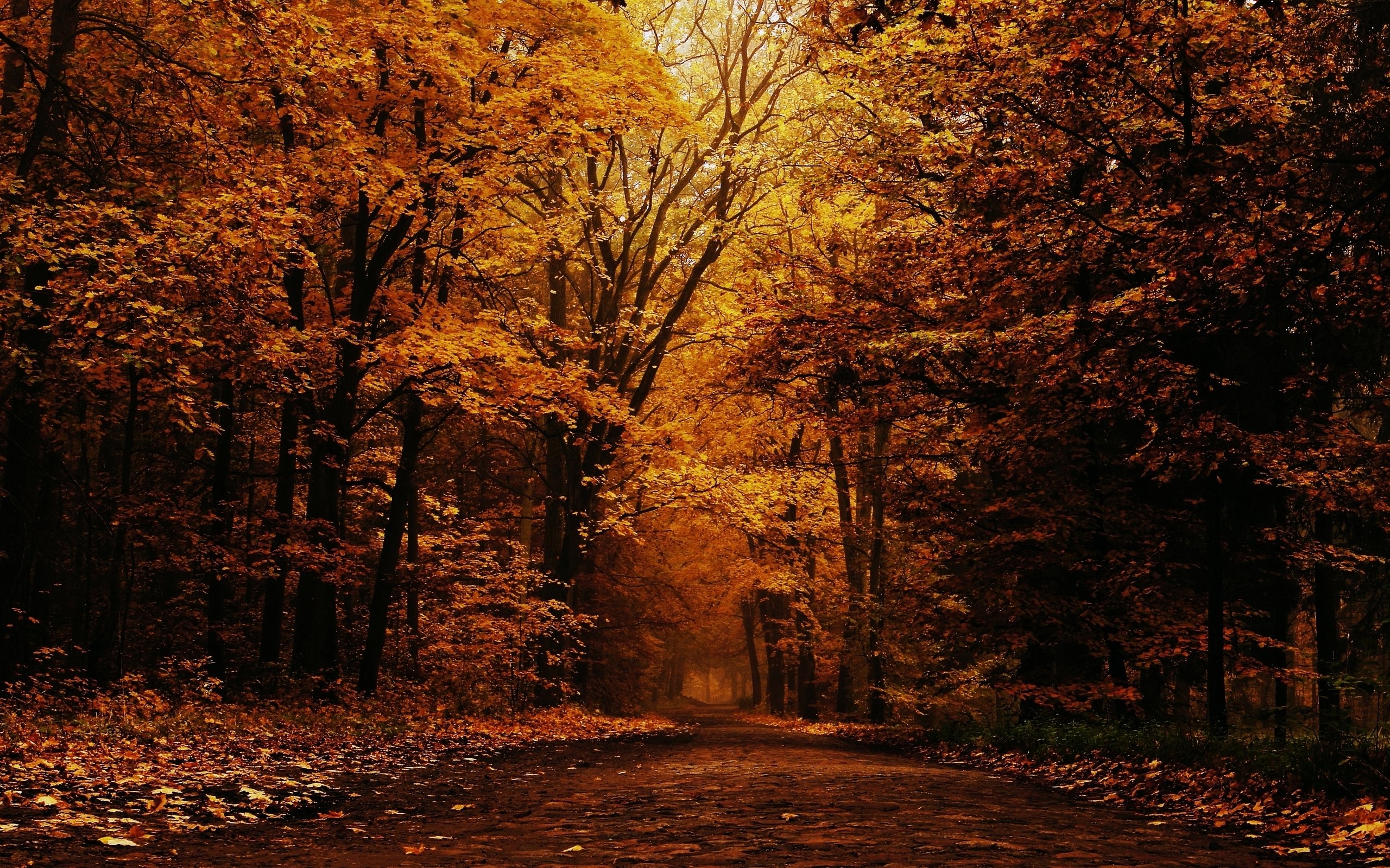landscape, Nature, Tree, Forest, Woods, Autumn Wallpapers HD / Desktop ...