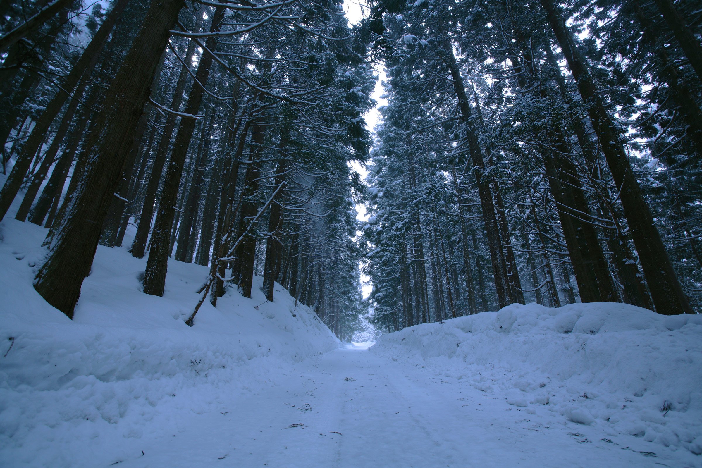 landscape, Nature, Tree, Forest, Woods, Winter Wallpaper