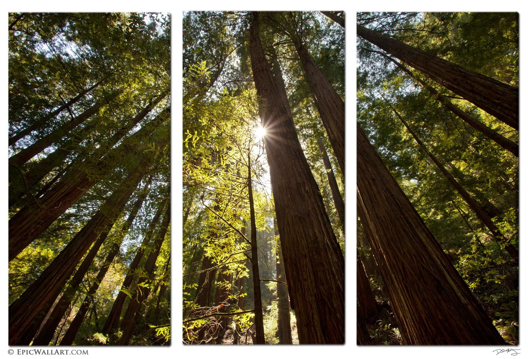 landscape, Nature, Tree, Forest, Woods Wallpaper