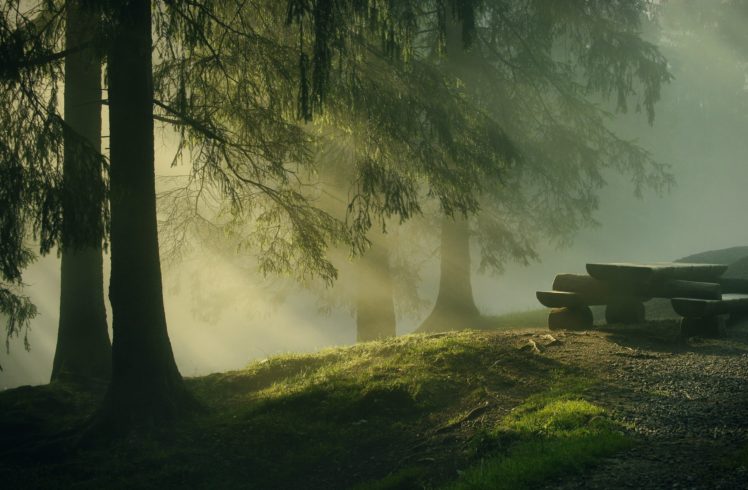 landscape, Nature, Tree, Forest, Woods, Fog HD Wallpaper Desktop Background