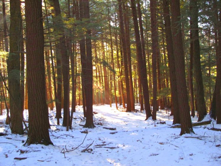 landscape, Nature, Tree, Forest, Woods, Winter, Path HD Wallpaper Desktop Background