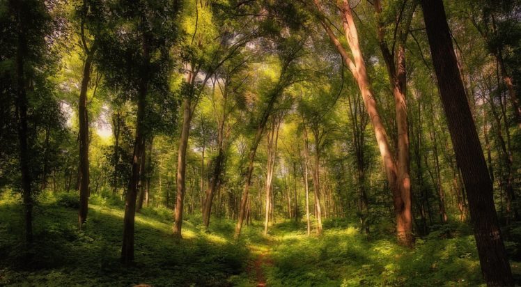 landscape, Nature, Tree, Forest, Woods HD Wallpaper Desktop Background