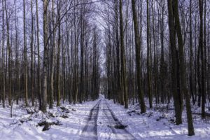 landscape, Nature, Tree, Forest, Woods, Winter, Road