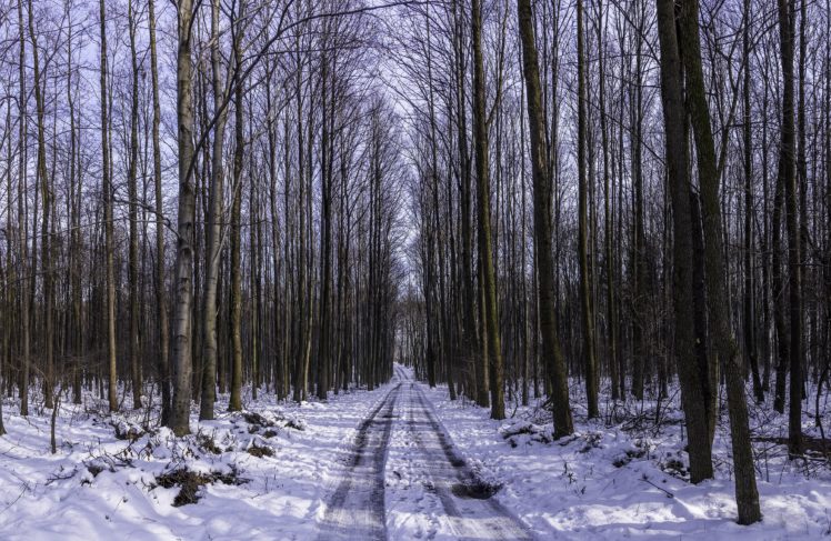 landscape, Nature, Tree, Forest, Woods, Winter, Road HD Wallpaper Desktop Background