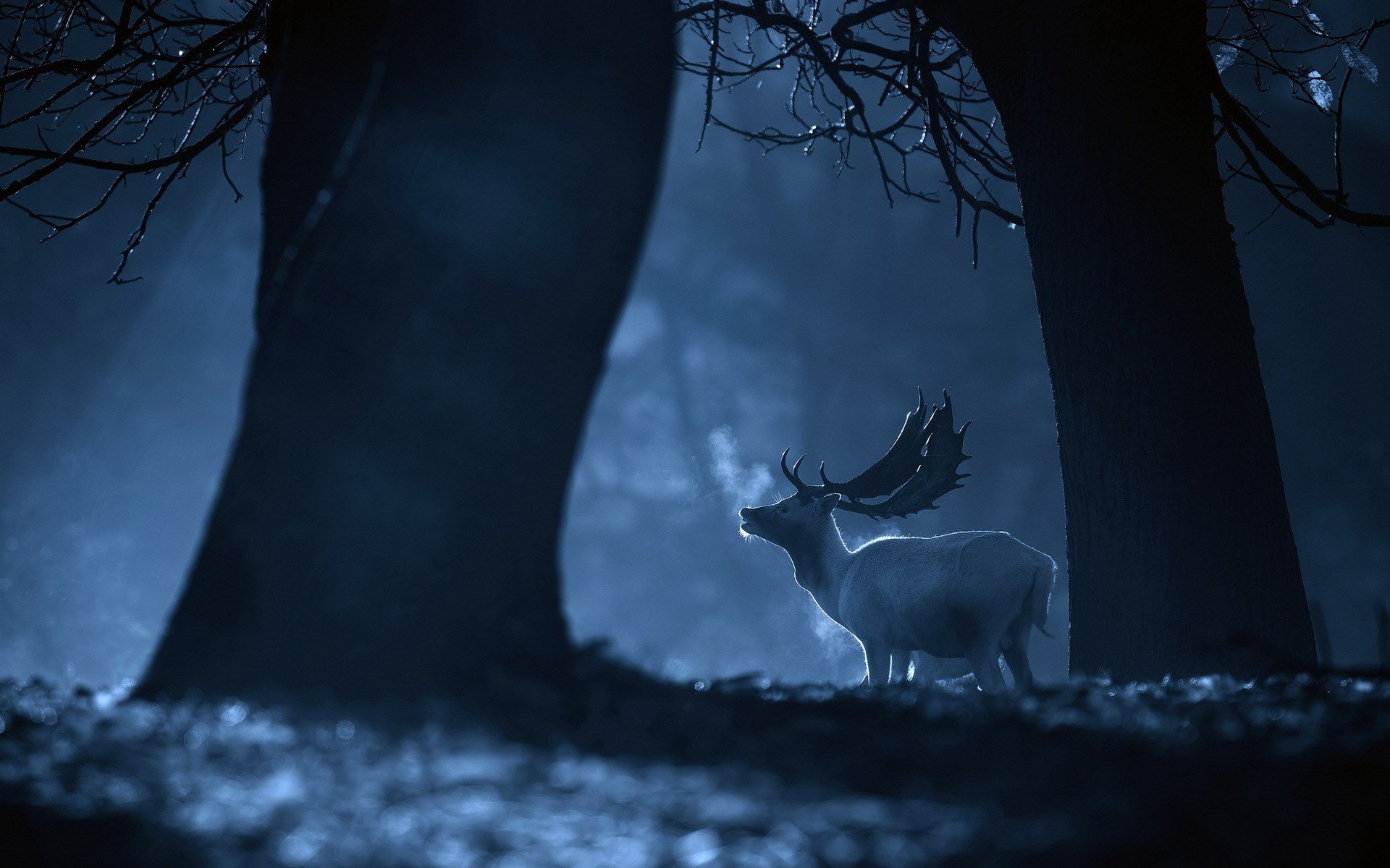landscape, Nature, Tree, Forest, Woods, Winter, Deer, Fog Wallpaper