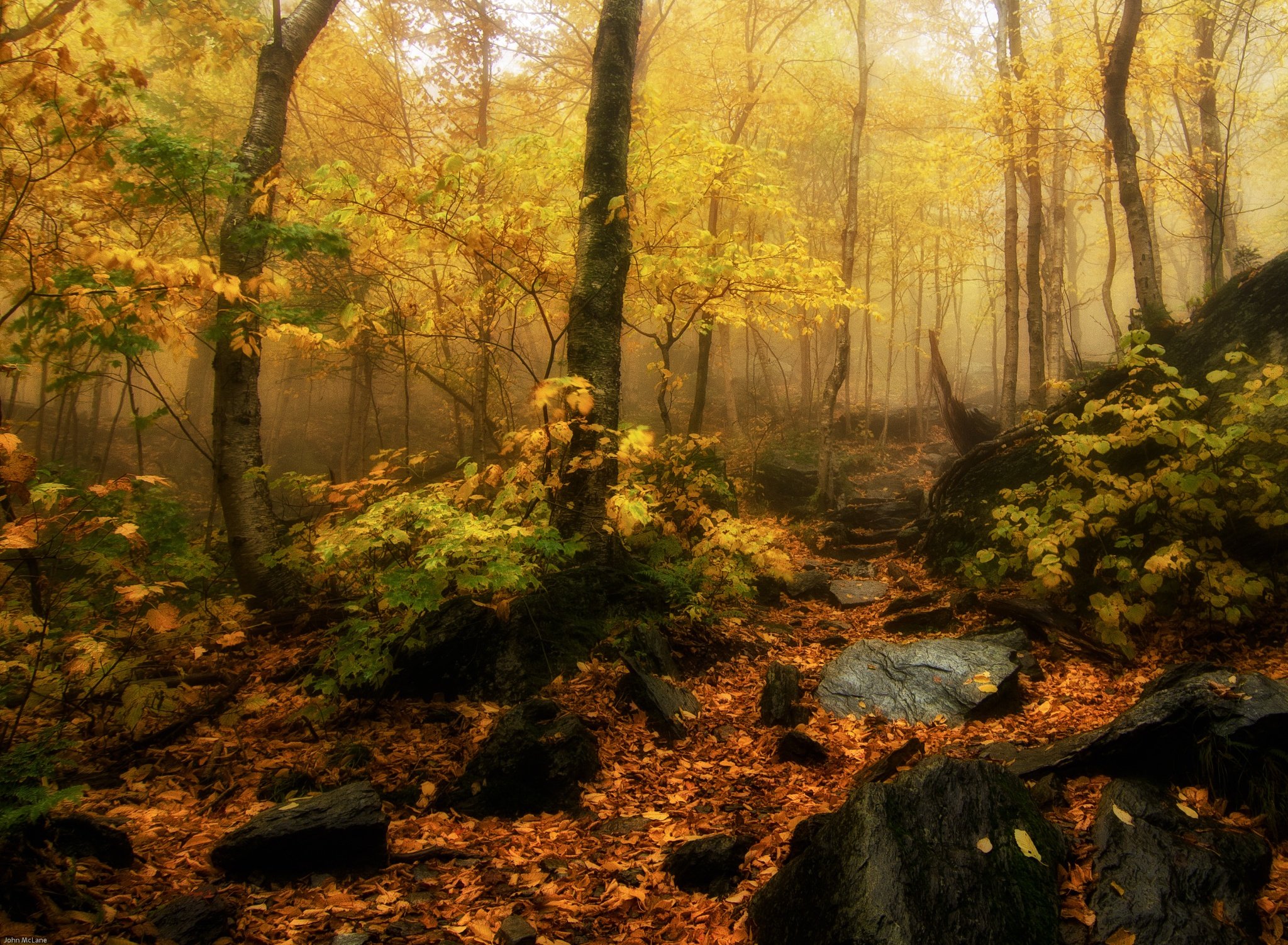 landscape, Nature, Tree, Forest, Woods, Autumn Wallpaper