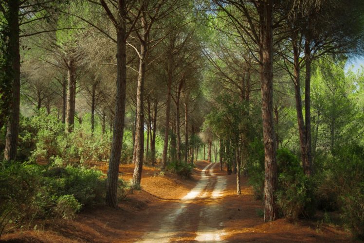 landscape, Nature, Tree, Forest, Woods, Road, Path HD Wallpaper Desktop Background