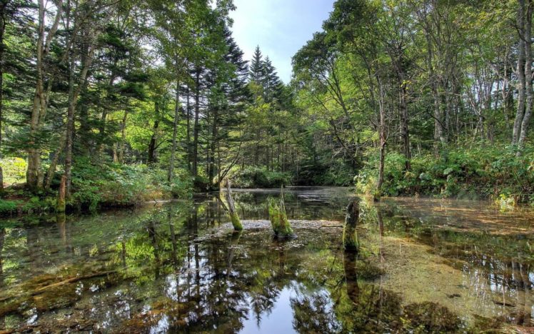 landscape, Nature, Tree, Forest, Woods, Lake, Reflection HD Wallpaper Desktop Background