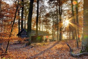 landscape, Nature, Tree, Forest, Woods, Autumn, Rustic, Cabin