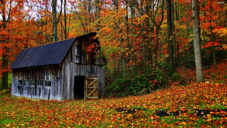 house, Autumn, Leaves, Trees, Jungle, Forest, Countryside, Huts, Landscapes, Nature, Earth, Colors HD Wallpaper Desktop Background