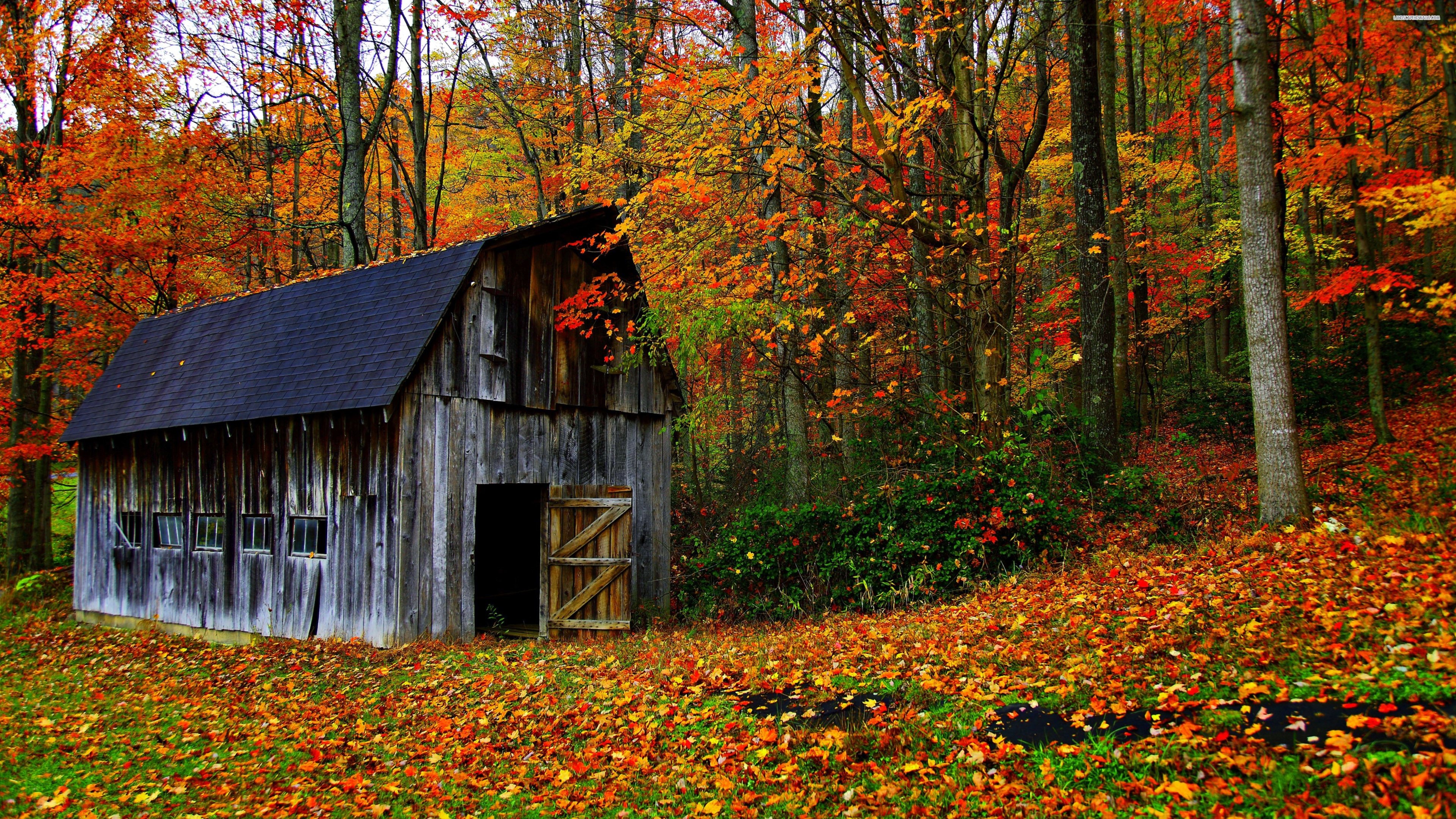house, Autumn, Leaves, Trees, Jungle, Forest, Countryside, Huts, Landscapes, Nature, Earth, Colors Wallpaper
